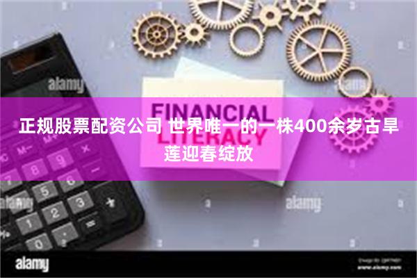 正规股票配资公司 世界唯一的一株400余岁古旱莲迎春绽放